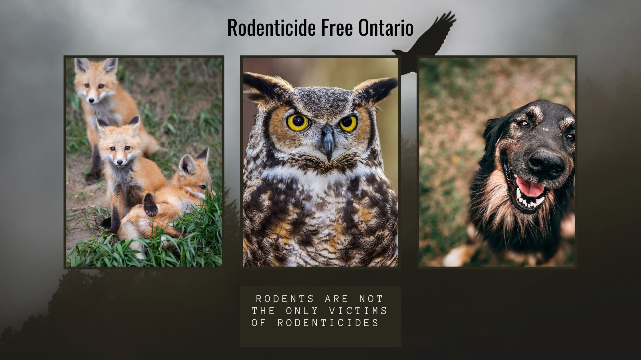 RFO Homepage Banner2024